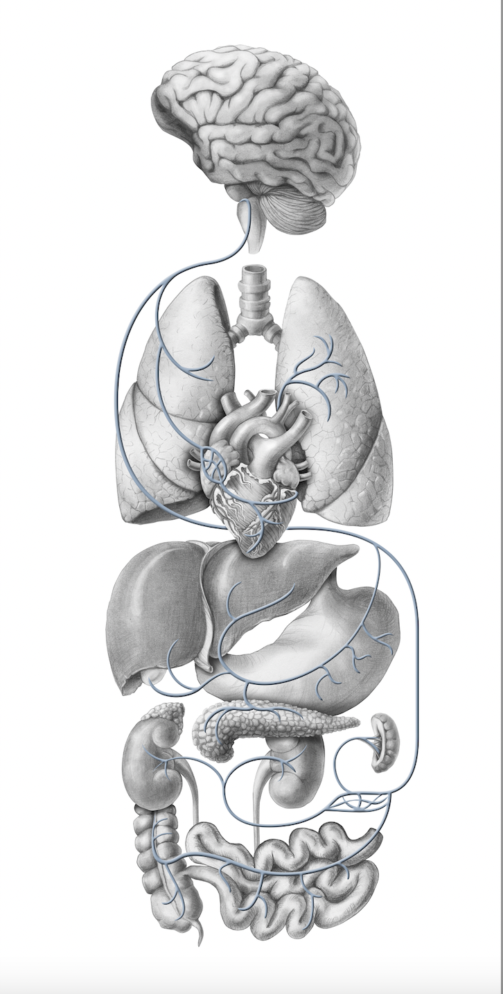 the vagus nerve is in charge of the relaxation response